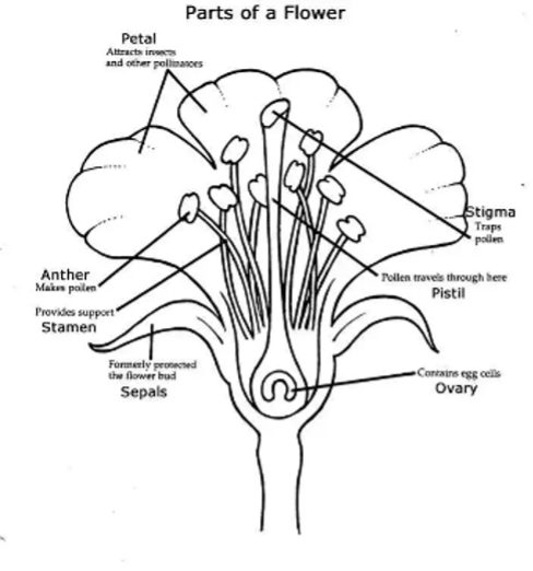 Flower Parts
