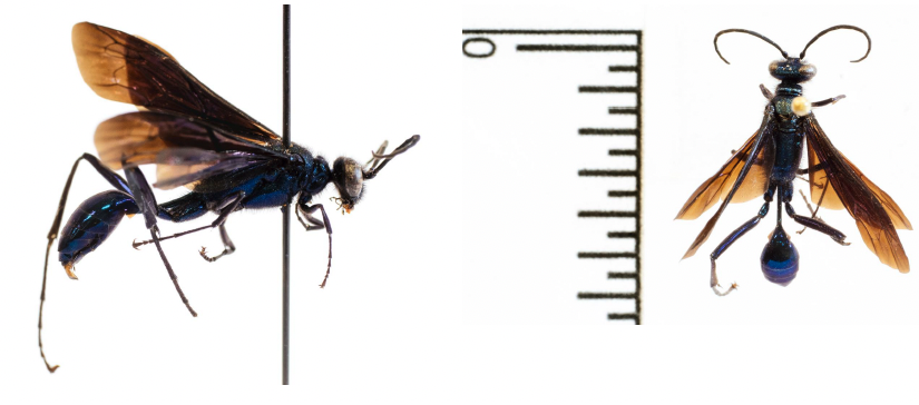 Mud Dauber or Thread Waisted Wasp