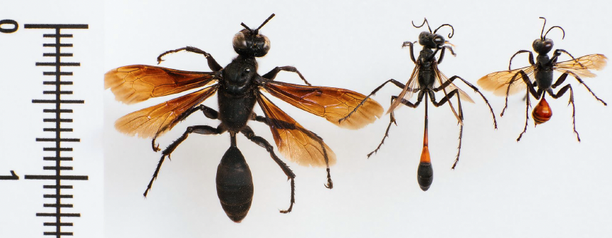Mud Dauber or Thread Waisted Wasp
