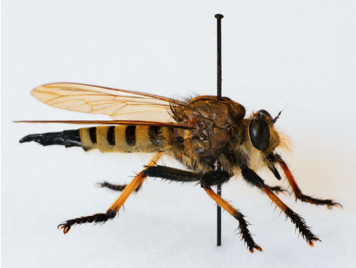Robber Fly