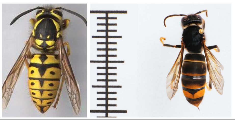 Yellow Jacket vs. European Hornet