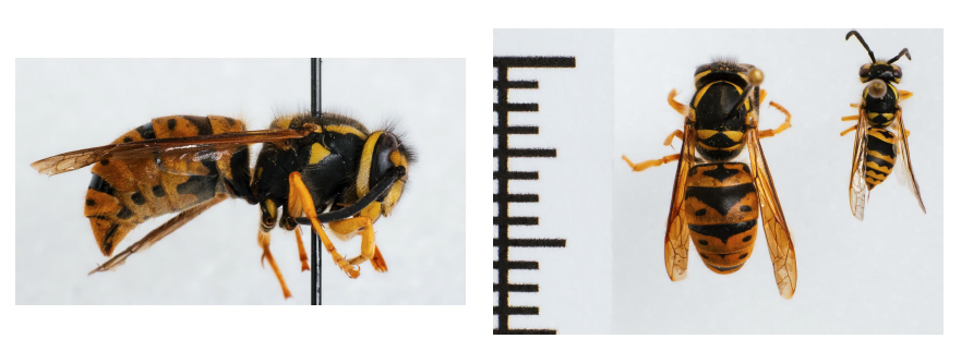 Yellow Jacket Queen and Worker