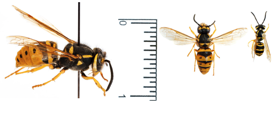 Yellow Jacket Queen and Worker