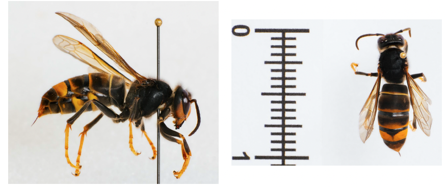 Yellow Legged Hornet