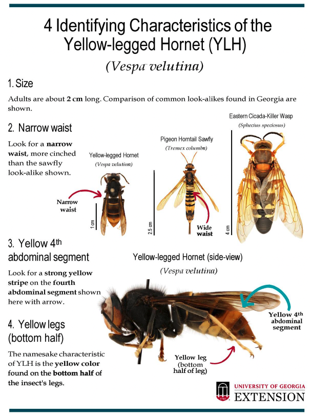 Yellow Legged Hornet