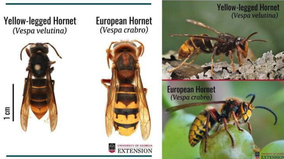 Yellow Jacket vs. European Hornet